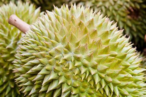 durian frucht stockfoto bild von vitamine reif nave