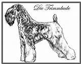 Wheaten Coated Terrier sketch template