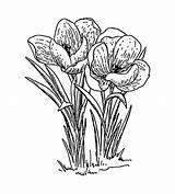 Crocus Flowers Illustration Coloring Flower Background Pages Drawings Line Getcolorings Drawing Domain Public Publicdomainpictures sketch template