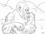 Gorilla Gorille Gorillas Coloriage Pianura Stampare Montagnes Imprimer Supercoloring Adults Utan Montagna sketch template