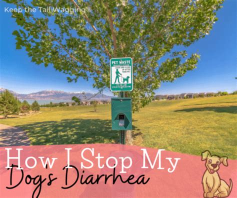 dog  diarrhea  easy home remedies