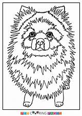 Pomeranian Lagret sketch template