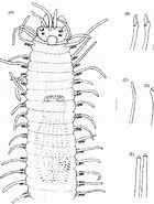 Afbeeldingsresultaten voor "odontosyllis Ctenosoma". Grootte: 140 x 185. Bron: www.researchgate.net