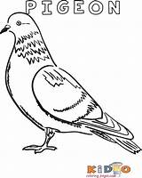 Pigeon Printables sketch template