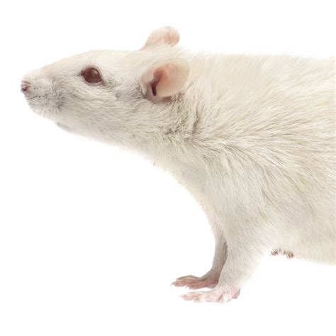 rat png transparent images pictures  png arts