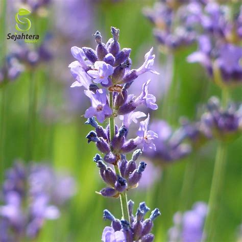 1000 Pcs Vera English Lavender Seeds English Lavender