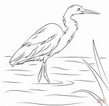 Egret Coloring Pages Printable Designlooter 85kb 870px sketch template