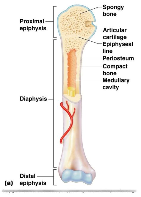 long bone  diagram oversized long bone diagram includes bonus