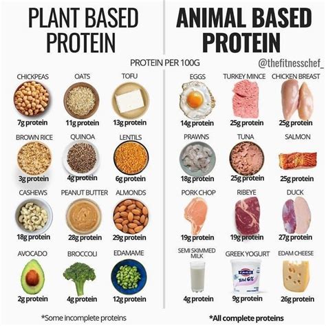 protein content  plant based  animal based proteins rinfographics