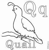 Quail Coloring Pages Preschool Kindergarten Printable Letter Color Activities Kids Worksheets Hubpages Animals Benchmark Super Printed Off School Wwe Animal sketch template