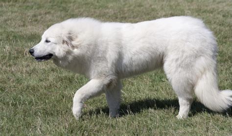 great pyrenees info life expectancy temperament puppies pictures