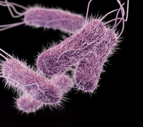 cdc posts surveillance data   types  salmonella isolates food