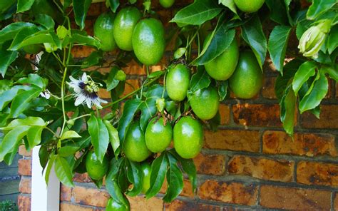 How To Prune Passionfruit Vines Nz –