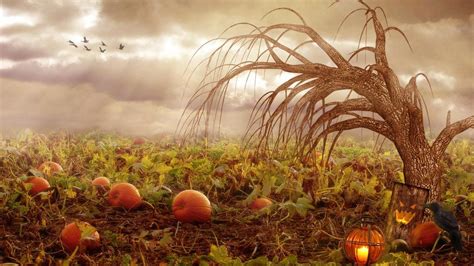 pumpkin patch wallpapers wallpaper cave