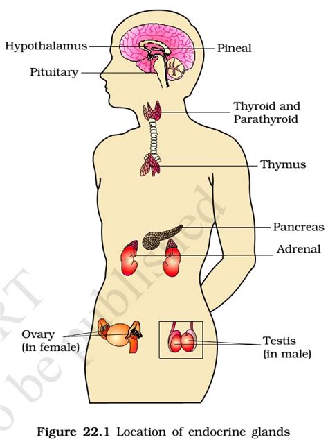 endocrine glands and hormones pmf ias