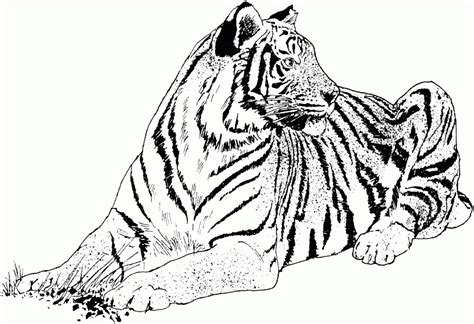 realistic tiger coloring pages coloring home