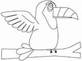 Toucan Coloring Pages Ws sketch template