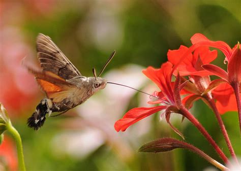 amazing hummingbird hawk moth kuriositas