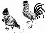 Malvorlage Henne Hahn Rooster Scratching Chickens sketch template