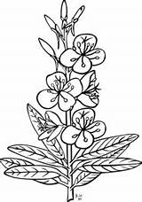 Coloring Clip Fireweed Clipart Clker Shared Kelly sketch template