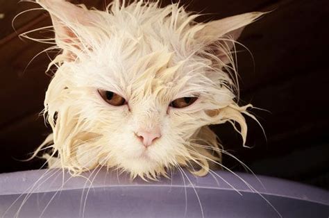 猫、お風呂に入ったら大変なことに 【画像】 ハフポスト Life