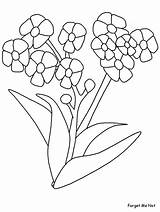 Forget Coloring Flowers Pages Forgetmenot Flower Printable Drawing Nots Sheets Google Bamboo Realistic Sketches Dandelion Book Advertisement Coloringpagebook Kids Getdrawings sketch template