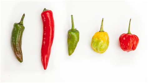 chillies ingredients discover good food channel