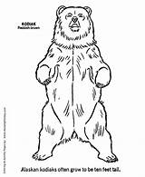 Kodiak Grizzly Colouring Honkingdonkey sketch template