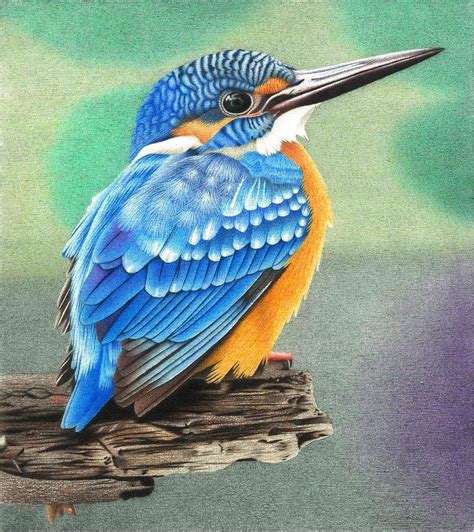 kingfisher colored pencil drawing  alienoffspring  deviantart