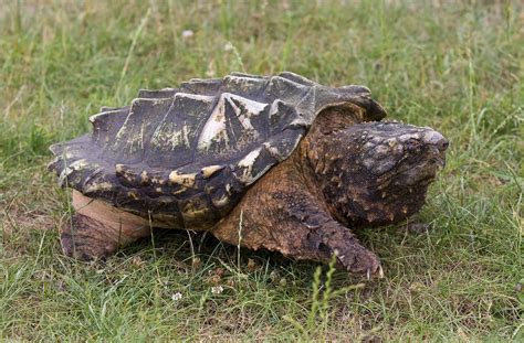 pictures  alligator snapping turtle operation truckers social