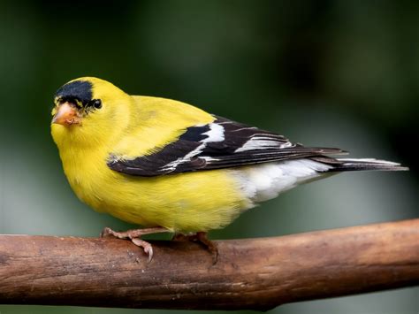 american goldfinch eat