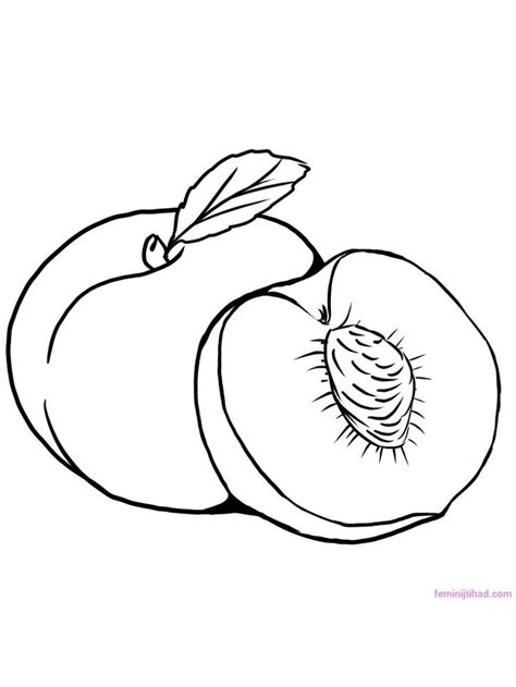 peach coloring page   peach    fruiting plant