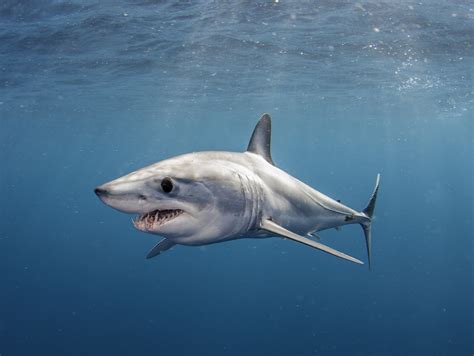 mako sharks  swim  fast   miles  hour earthcom