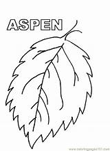 Aspen sketch template