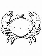 Crab Coloring Pages Crabs Printable Drawing Kids Big Claw Claws Moana Sea Colouring Bestcoloringpagesforkids Horseshoe Dungeness Categories Hermit Getdrawings Dragon sketch template