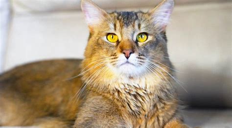 maine coon american shorthair mix traits facts habits love  cat