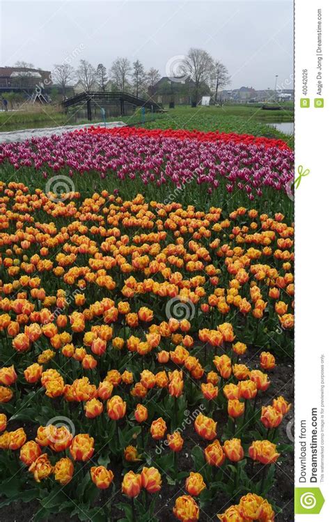 tulip fields  broek op langedijk stock photo image  colour north
