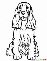 Cocker Spaniel Springer Drawing Puppies Hunde Applikationen Chien Coker Engelse Ausmalbilder Noir Zeichnen Clipart Epagneul Drawdoo Boykin Contorno Englischer Doggies sketch template