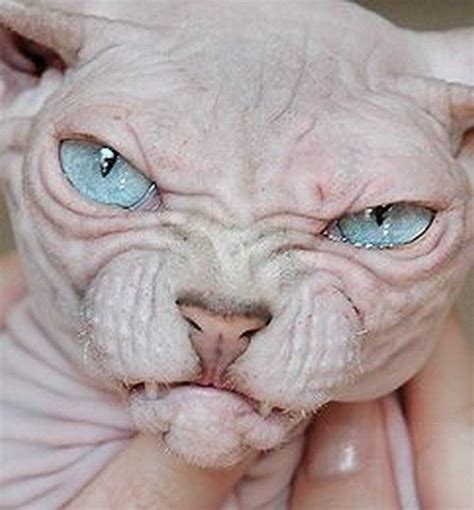 amazing facts you have to know about donskoy cat sphynx cat cats
