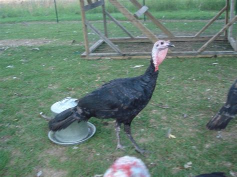 Black Spanish Turkeys Breeding Pair Dayton Oh