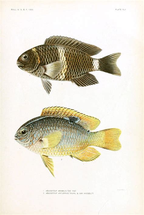 tropical fish illustrations color prints inspiration nautical