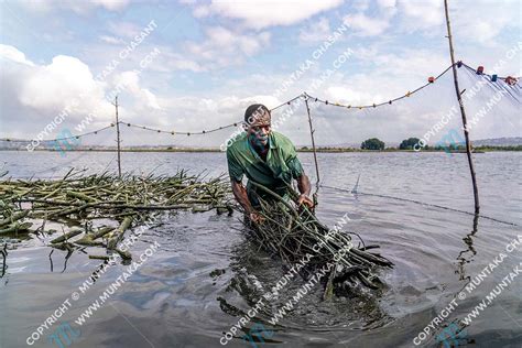 fisheries  mangroves  ghana atidza   densu delta ecosystems muntakacom