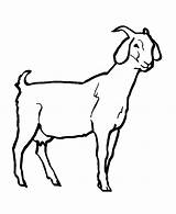 Goat Coloring Pages Drawing Face Livestock Dairy Color Pygmy Clipart Printable Clip Getdrawings Sketch Paintingvalley Getcolorings Template Drawings Colorfu sketch template