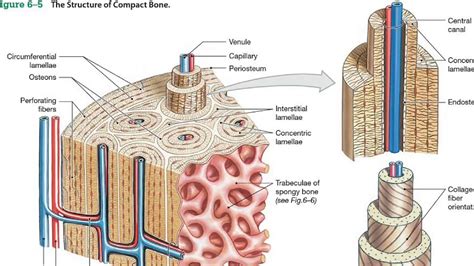 struktur tulang jaringan tulang proses osifikasi tulang youtube