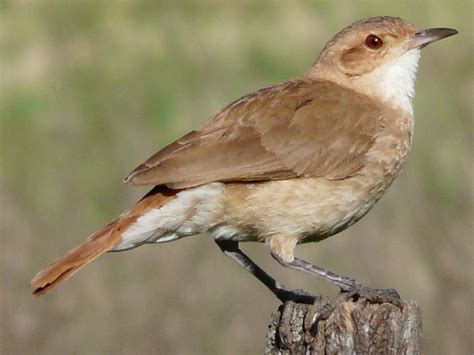catedra libre de fauna silvestre el  de octubre es el  del ave nacional viva el hornero
