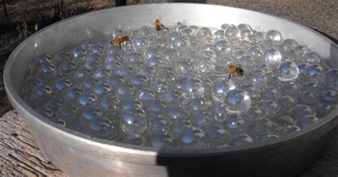 bee waterer   hydrate  pollinators  dont add