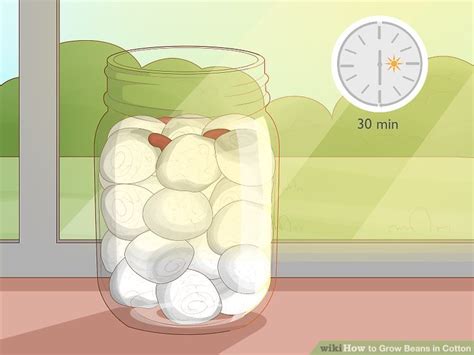 How To Grow Beans In Cotton 14 Steps With Pictures Wikihow