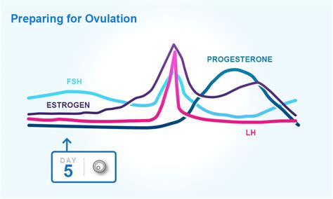 Understanding Menstrual Cycles Your Periods And Ovulation – Clearblue