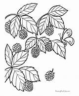 Owoce Kolorowanki Blackberry Warzywa Fruits Berries Druku sketch template