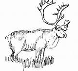 Elk Bestcoloringpagesforkids sketch template